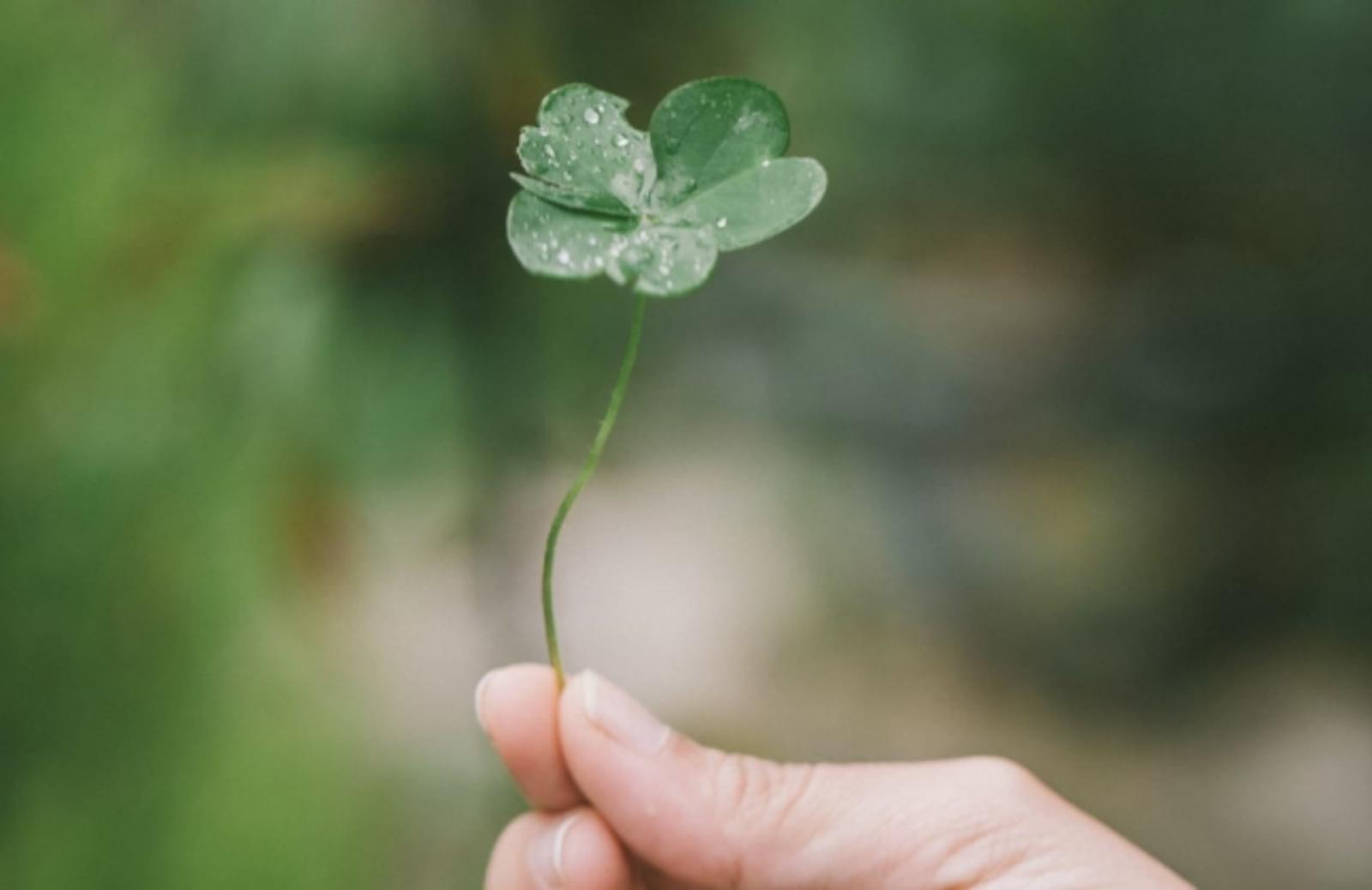 Person holding four-leaf clover