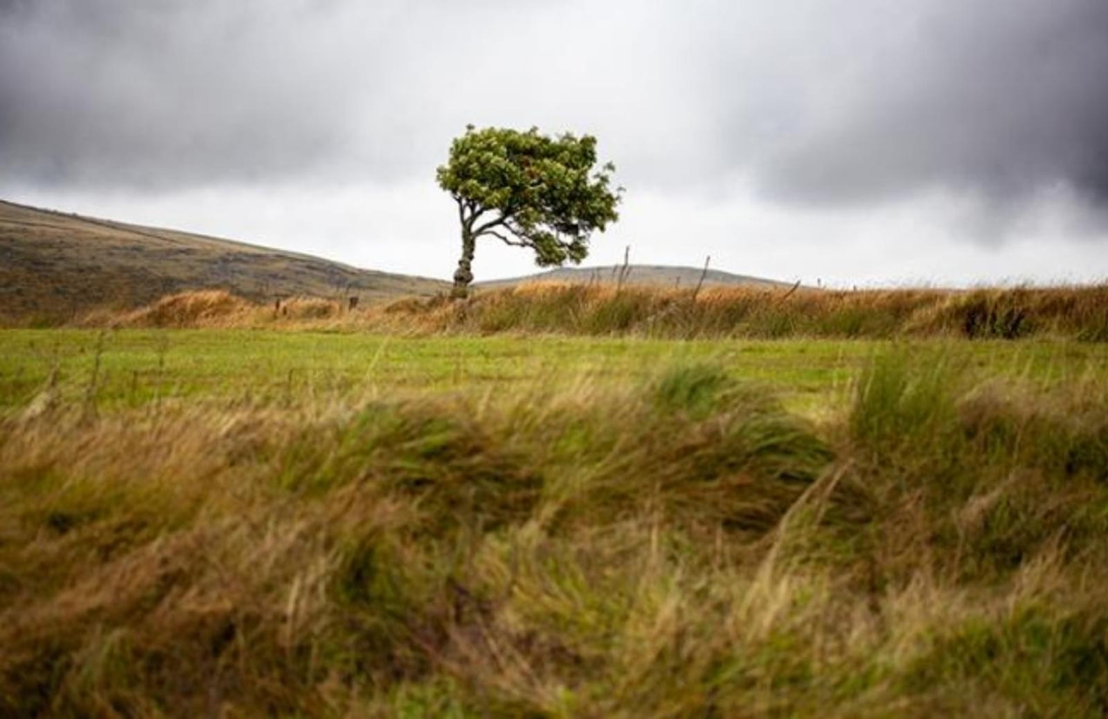 Empty field with one wind-blown tree