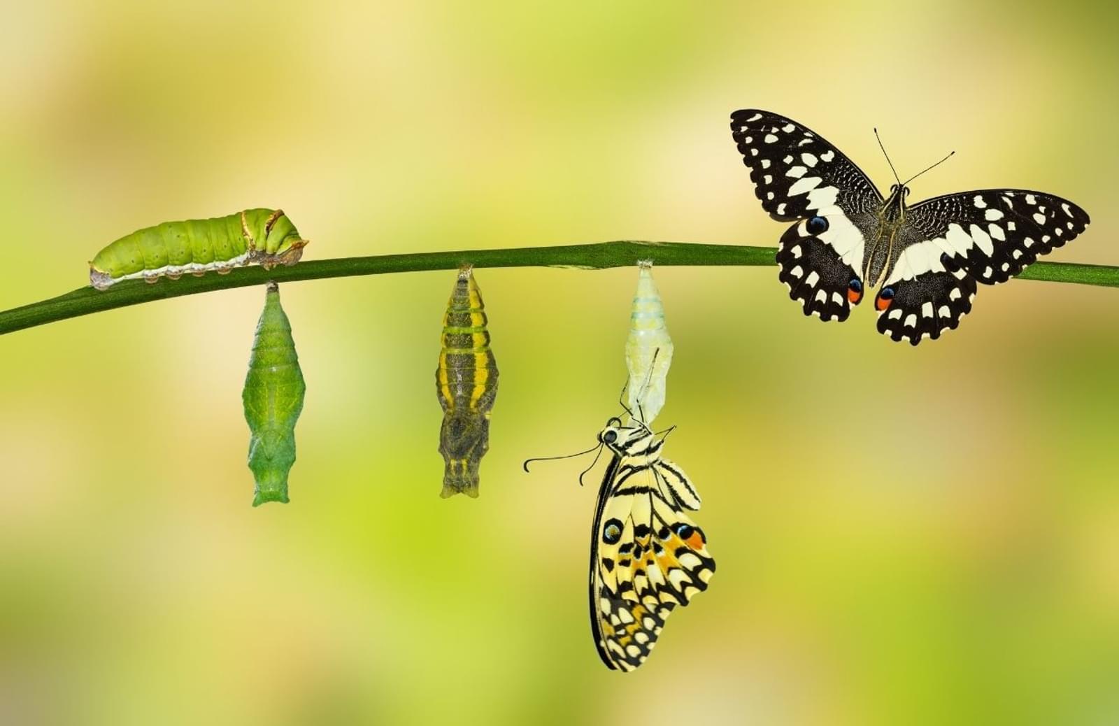 Tree branch holding caterpillar, chrysalis, and butterfly