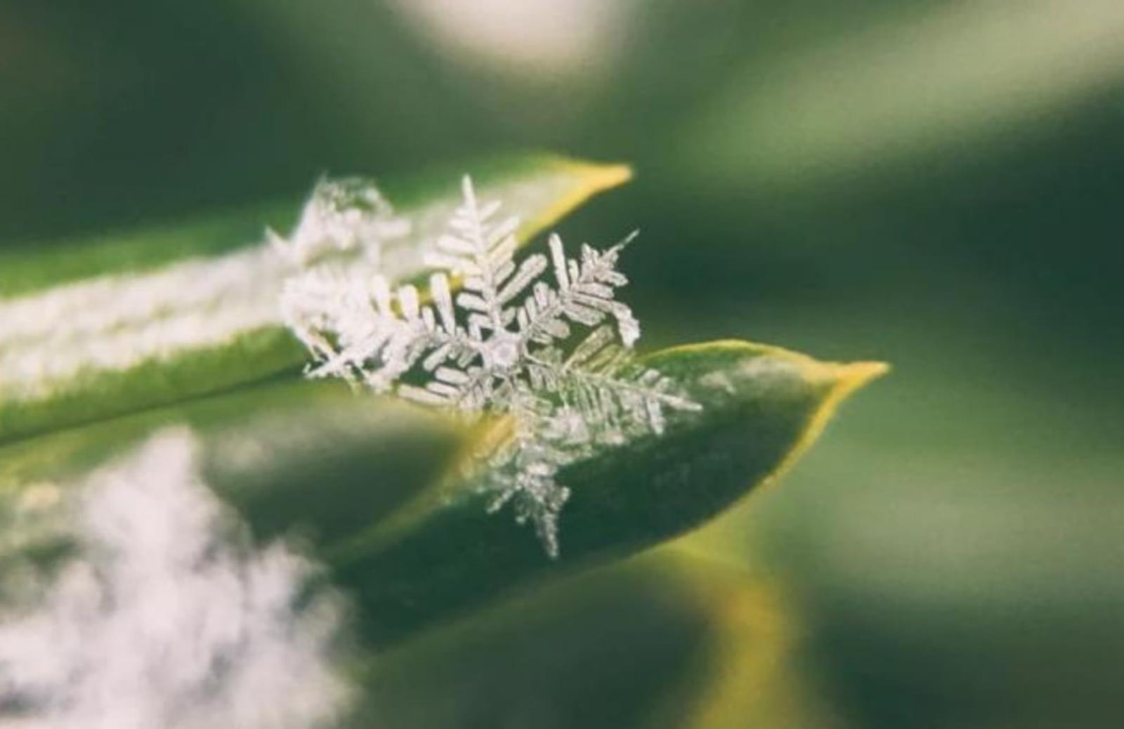 Snowflake on leaf